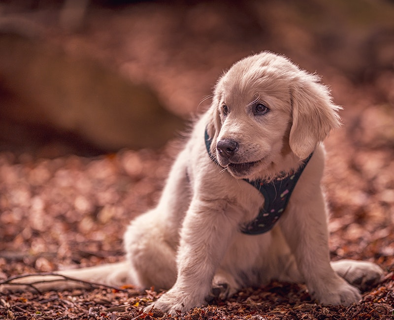 Dog Photography Langsett Reservoir