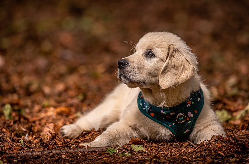 Dog Photography Langsett Reservoir