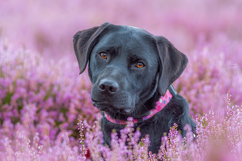 Dog Photography Bella in Peak District