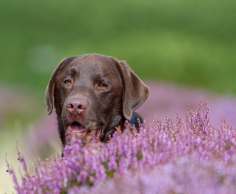 Dog Photography Fudge in Peak District
