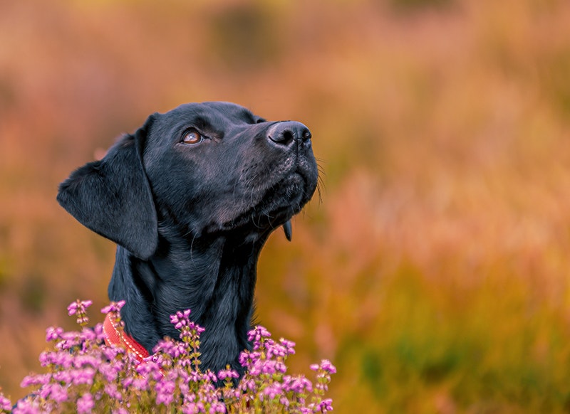 Dog Photography Mollie at Langsett