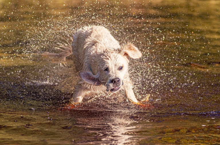 Dog Photography Arlo Shaking Water