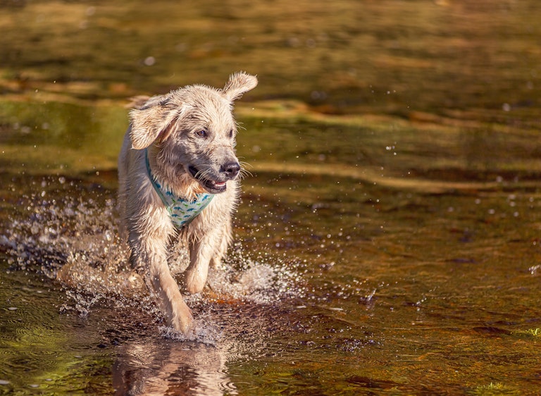 Dog Photography Arlo Enjoying the Water