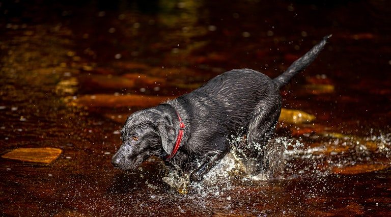 Dog Photography Mollie at Langsett