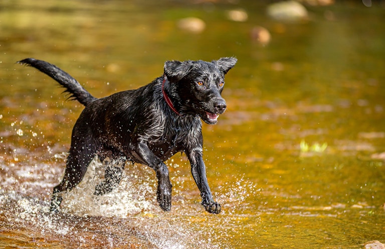 Dog Photography Mollie Enjoying the Water at Langsett
