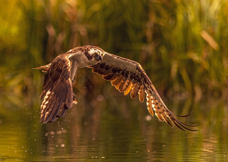 Fishing Osprey Horn Mill Trout Farm