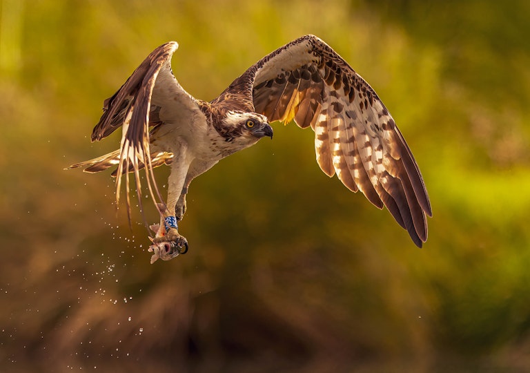 Fishing Osprey Horn Mill Trout Farm