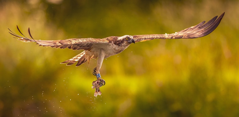 Fishing Osprey Horn Mill Trout Farm