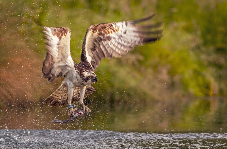 Fishing Osprey Horn Mill Trout Farm