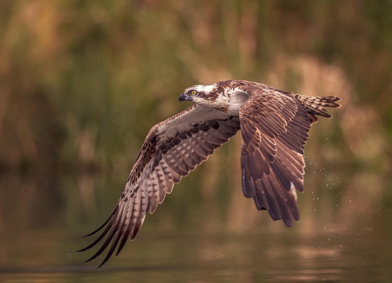 Fishing Osprey Horn Mill Trout Farm