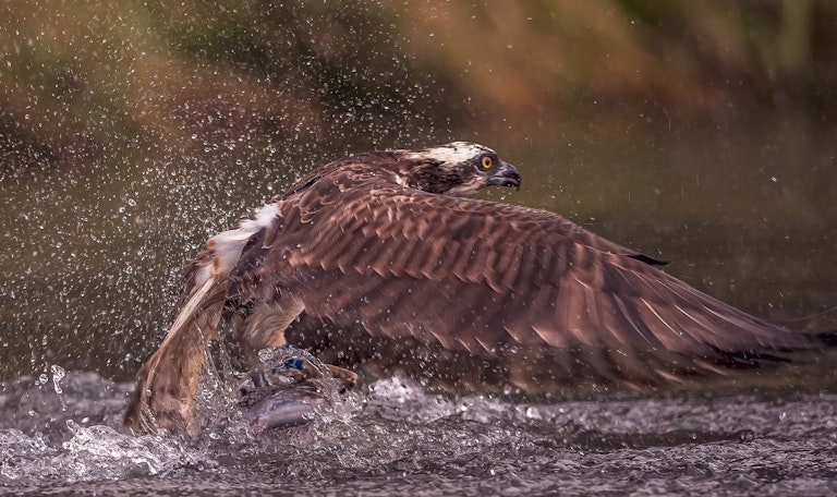 Fishing Osprey Horn Mill Trout Farm