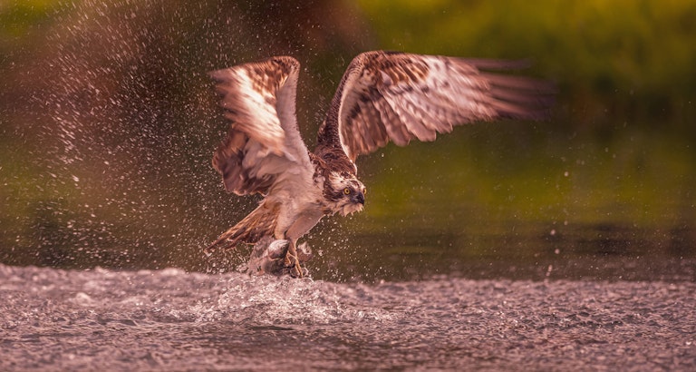 Fishing Osprey Horn Mill Trout Farm