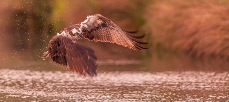 Fishing Osprey Horn Mill Trout Farm