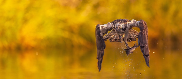 Fishing Osprey Horn Mill Trout Farm