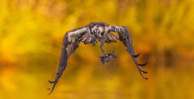 Fishing Osprey Horn Mill Trout Farm