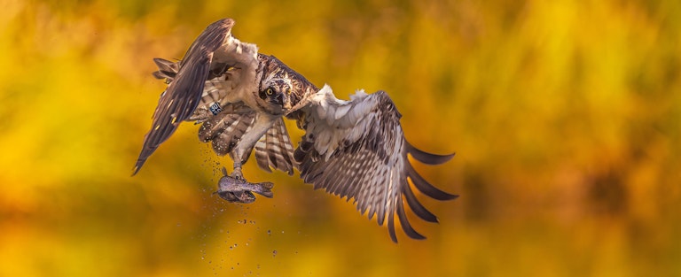 Fishing Osprey Horn Mill Trout Farm