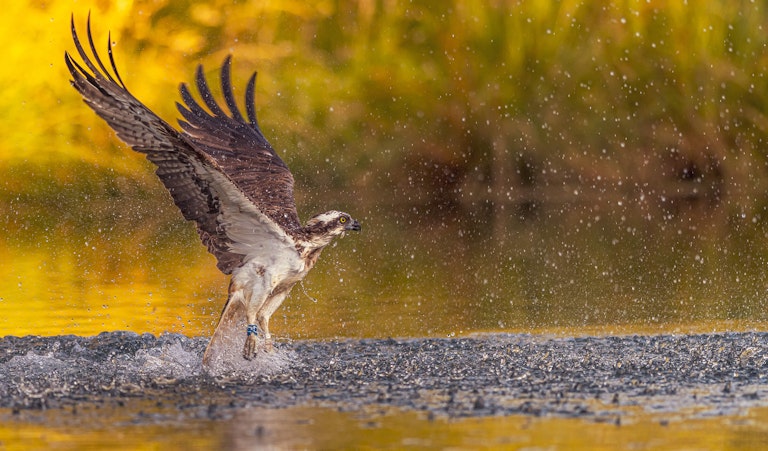 Fishing Osprey Horn Mill Trout Farm