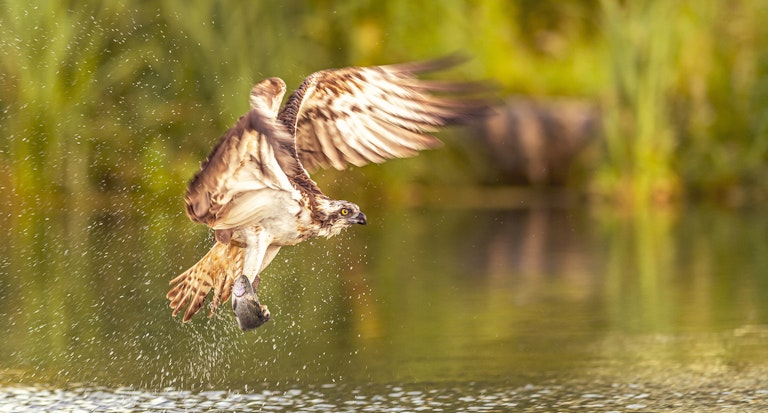 Fishing Osprey Horn Mill Trout Farm