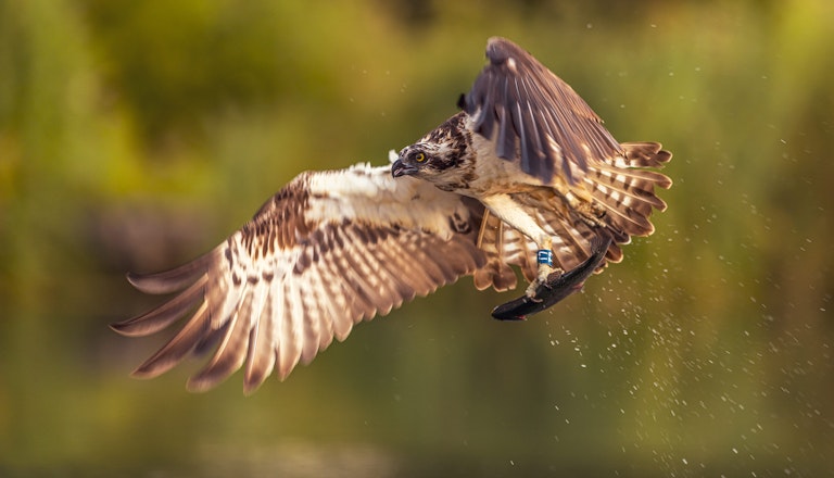 Fishing Osprey Horn Mill Trout Farm