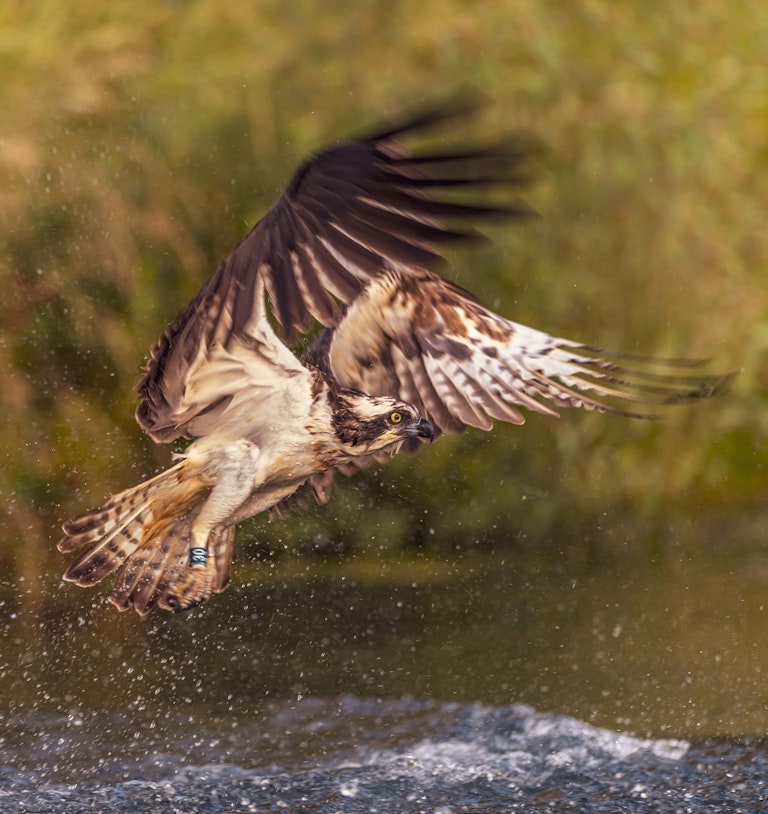 Fishing Osprey Horn Mill Trout Farm