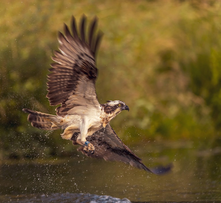 Fishing Osprey Horn Mill Trout Farm