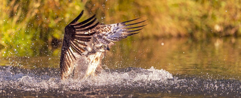 Fishing Osprey Horn Mill Trout Farm