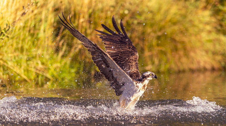 Fishing Osprey Horn Mill Trout Farm