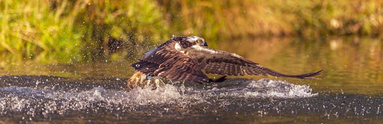 Fishing Osprey Horn Mill Trout Farm