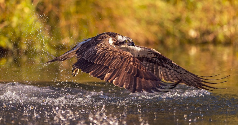 Fishing Osprey Horn Mill Trout Farm