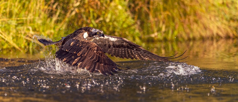 Fishing Osprey Horn Mill Trout Farm