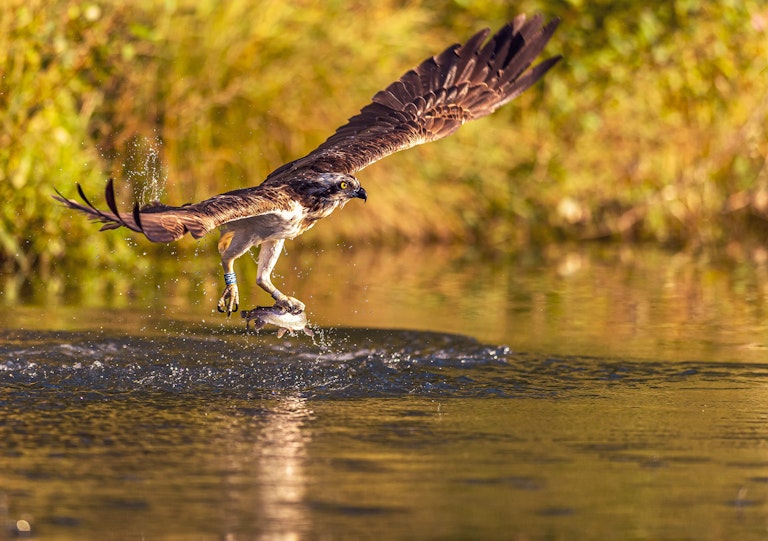 Fishing Osprey Horn Mill Trout Farm