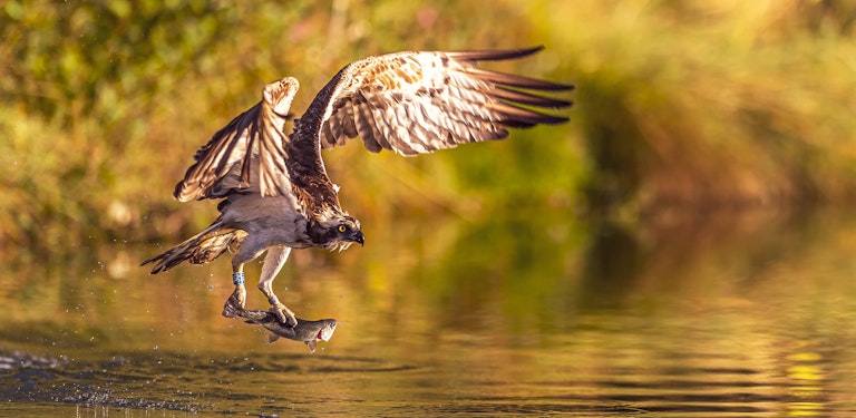 Fishing Osprey Horn Mill Trout Farm