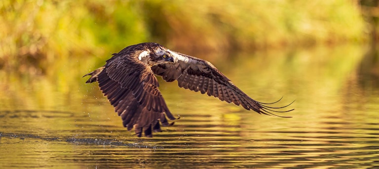 Fishing Osprey Horn Mill Trout Farm