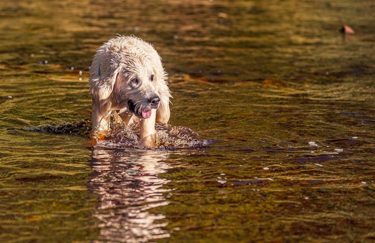 Dog Photography Arlo at Langsett