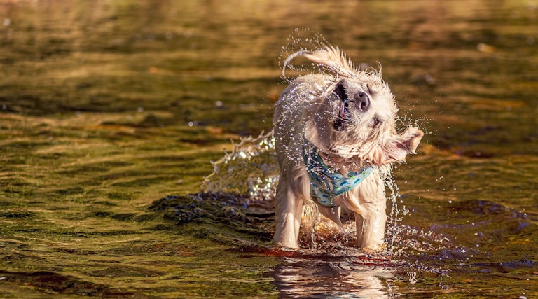 Dog Photography Arlo at Langsett