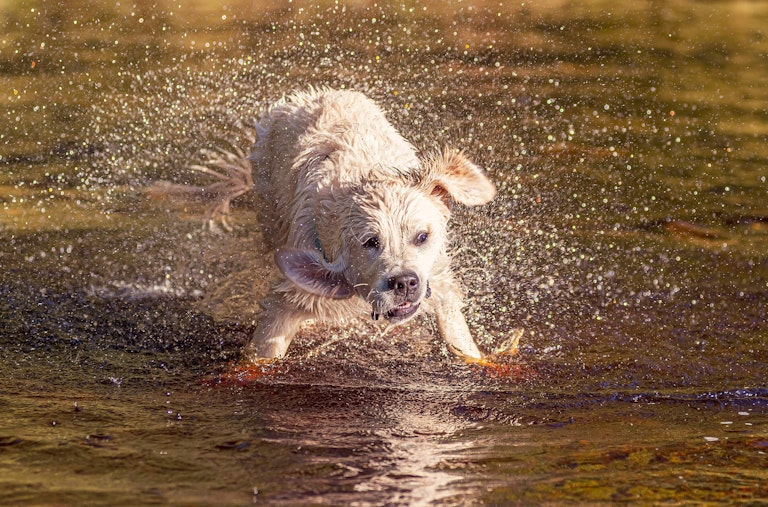 Dog Photography Arlo at Langsett