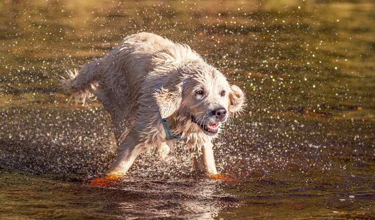 Dog Photography Arlo at Langsett