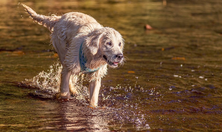 Dog Photography Arlo at Langsett