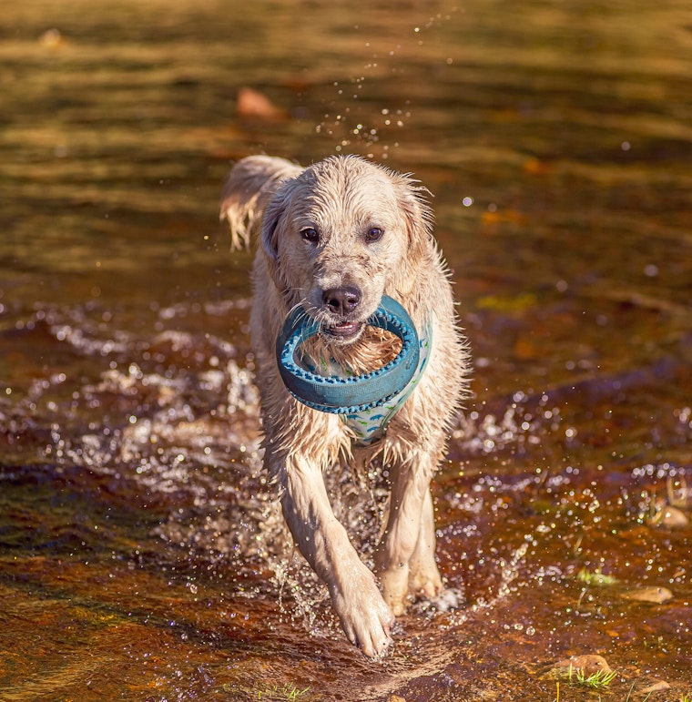 Dog Photography Arlo at Langsett