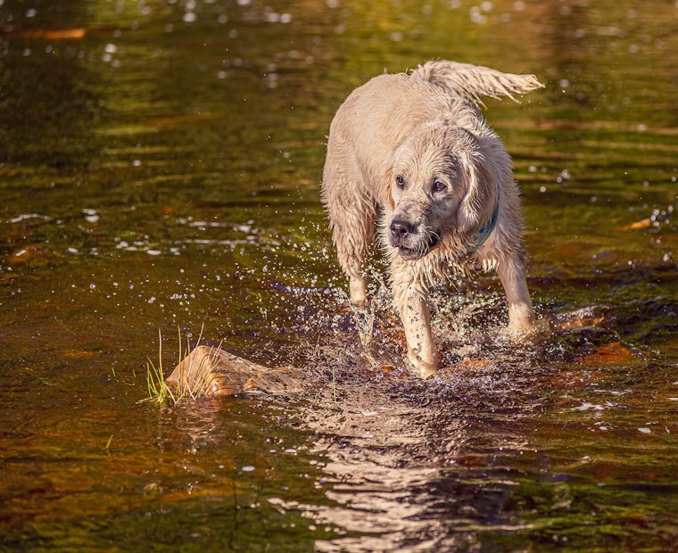 Dog Photography Arlo at Langsett