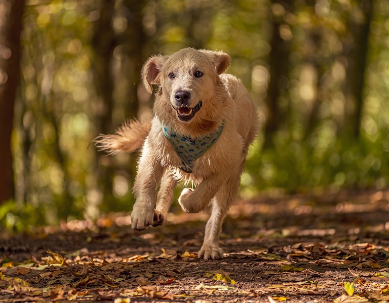 Dog Photography Arlo at Langsett