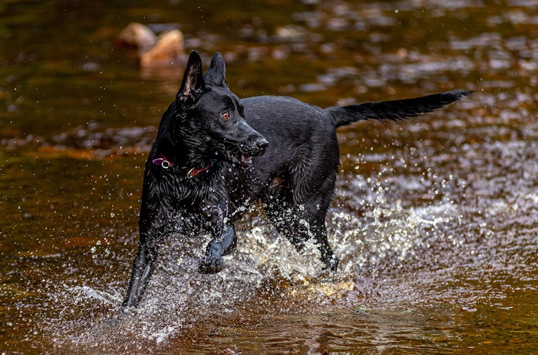 Dog Photography Mollie at Langsett