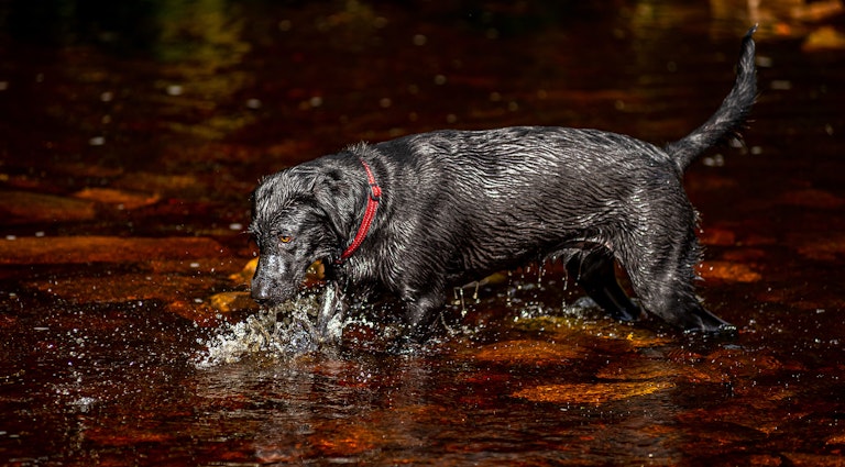 Dog Photography Mollie at Langsett