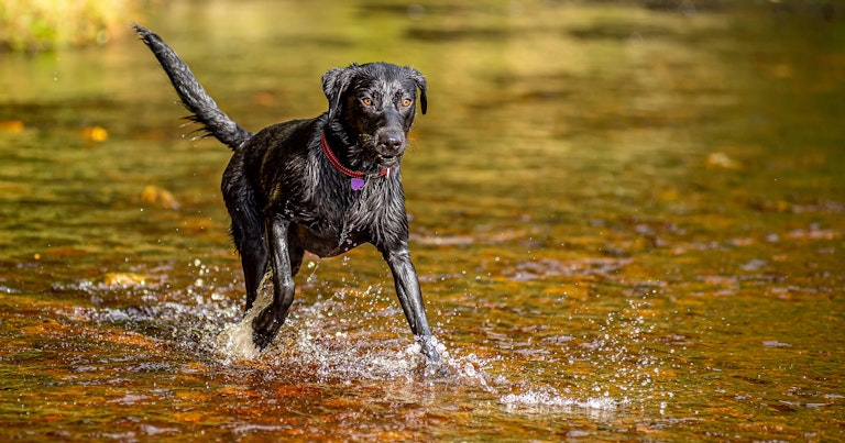 Dog Photography Mollie at Langsett