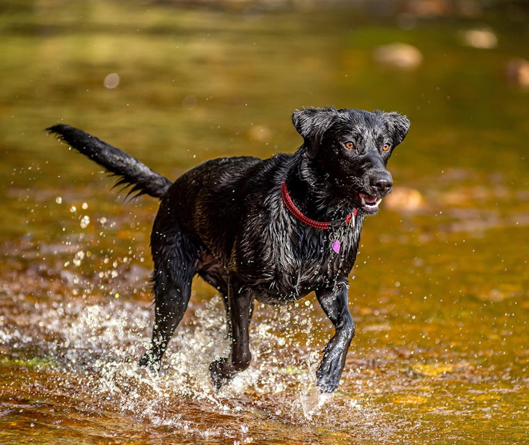 Dog Photography Mollie at Langsett