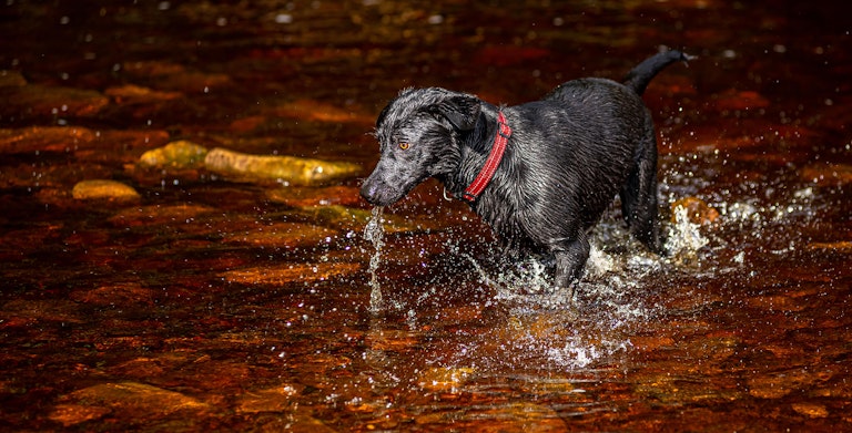 Dog Photography Mollie at Langsett