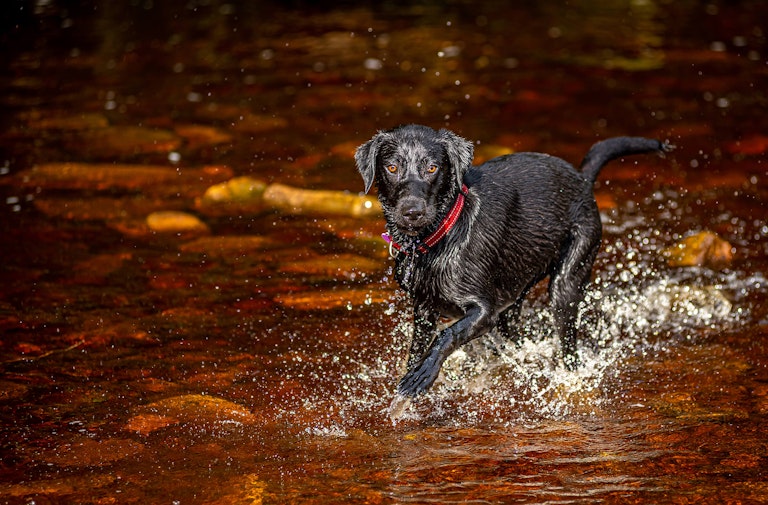 Dog Photography Mollie at Langsett