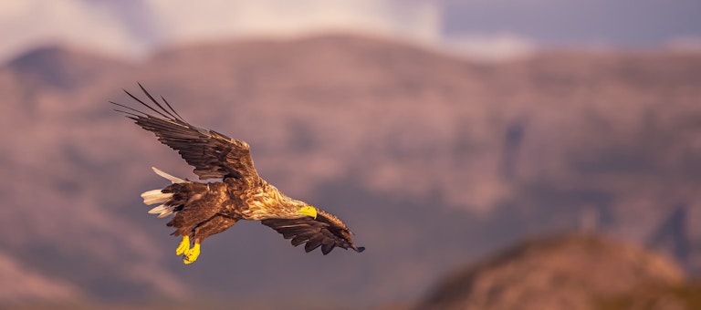 White Tailed Eagle