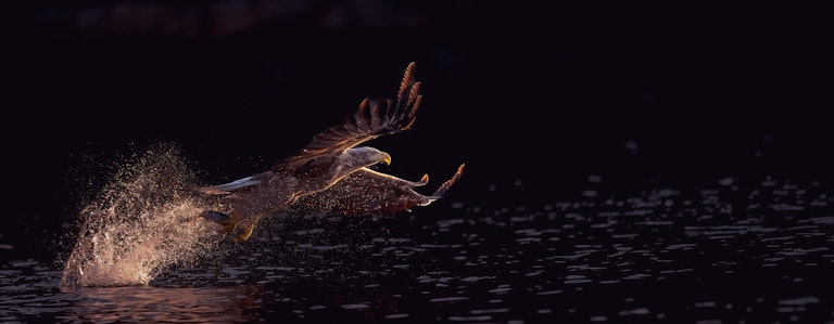 White Tailed Eagle