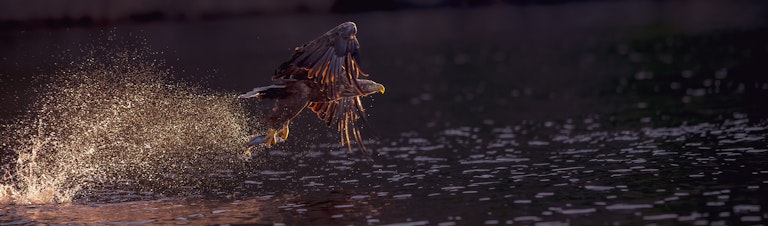 White Tailed Eagle